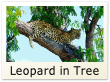 Leopard in Tree
